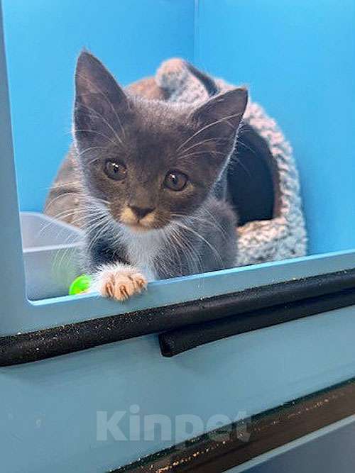 Кошки в Санкт-Петербурге: Спасенное солнышко котенок Алиса ищет дом Девочка, 10 руб. - фото 5
