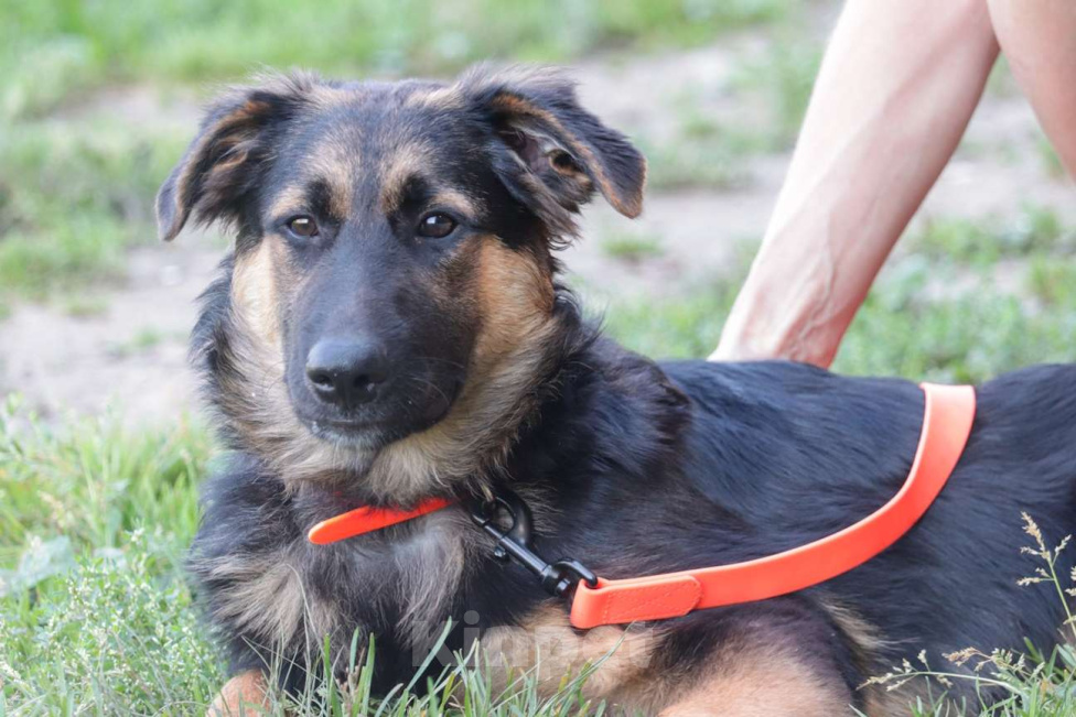 Собаки в Москве: Вилли Мальчик, Бесплатно - фото 4