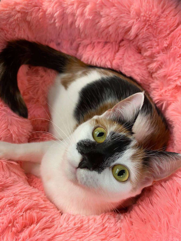 Кошки в Москве: Тикки пора домой Девочка, Бесплатно - фото 2