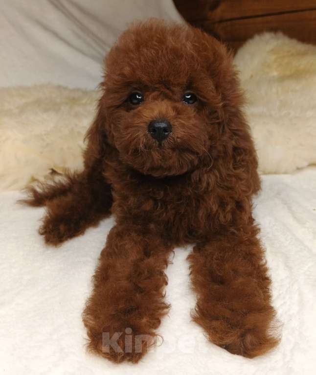 Собаки в Москве: щенок Китайский тедди пудель (Teddy Bear) Мальчик, 150 000 руб. - фото 8