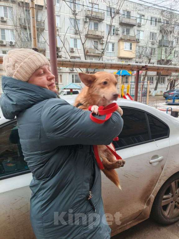 Собаки в Москве: Маленькая собачка в добрые руки Девочка, Бесплатно - фото 1