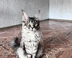 Кошки в Троицке: Кошечка Мейн Кун Девочка, 8 000 руб. - фото 3
