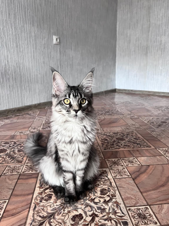 Кошки в Троицке: Кошечка Мейн Кун Девочка, 8 000 руб. - фото 3