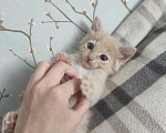 Кошки в Москве: Шпунтик ищет дом!  Мальчик, Бесплатно - фото 4
