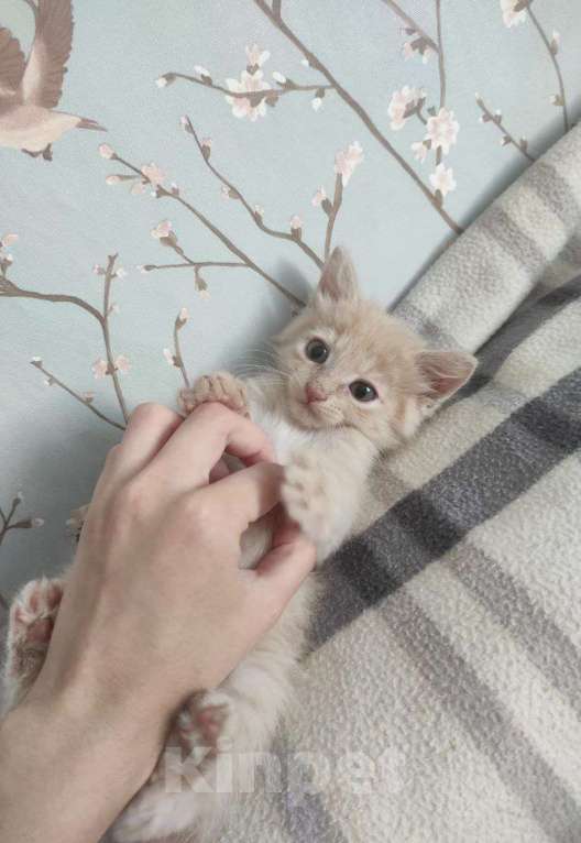 Кошки в Москве: Шпунтик ищет дом!  Мальчик, Бесплатно - фото 4