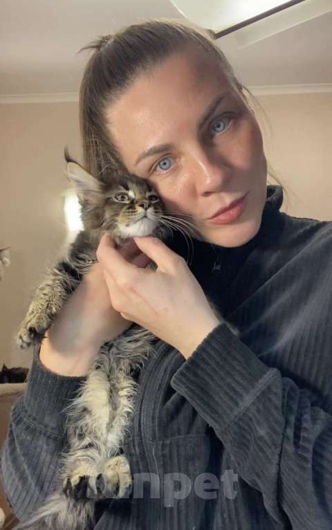 Кошки в Перми: Мейн-кун котёнок Девочка, 50 000 руб. - фото 2