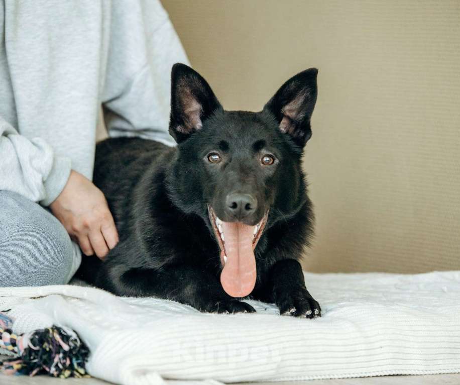 Собаки в Москве: Щенок-метис овчарки в Москве бесплатно Мальчик, Бесплатно - фото 1