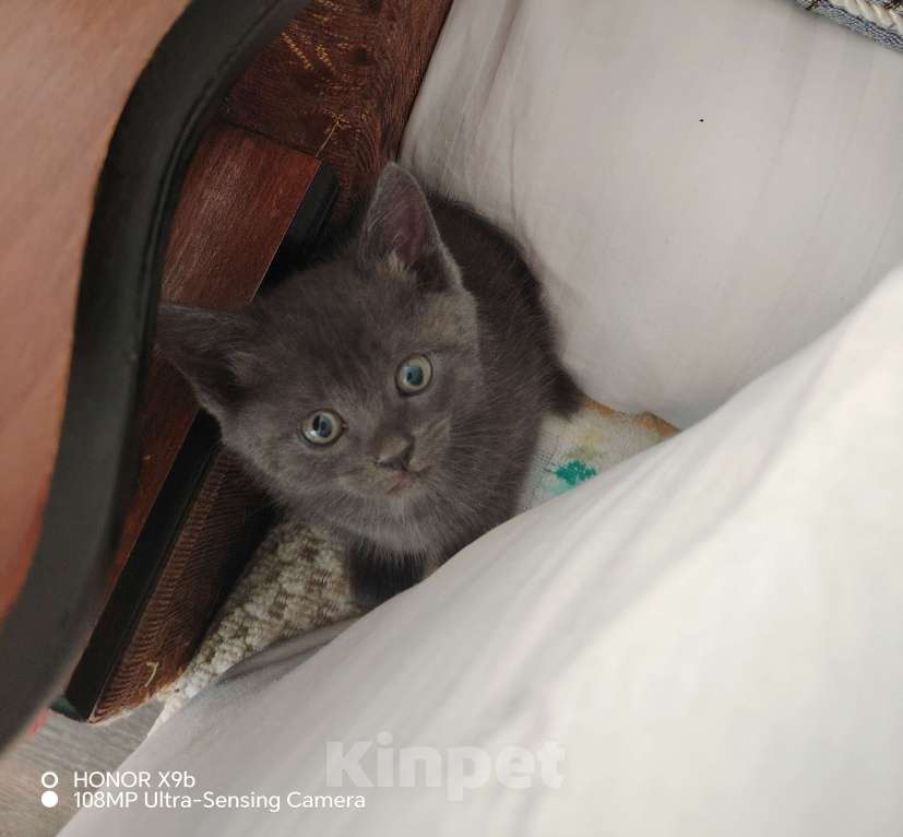 Кошки в Астрахани: Отдам котёнка в хорошие руки Девочка, Бесплатно - фото 1