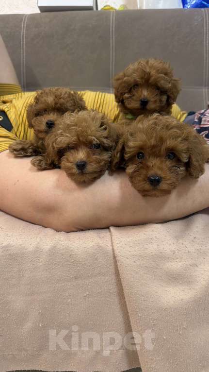 Собаки в Коломне: Щенки той- пуделя РКФ Мальчик, 80 000 руб. - фото 1