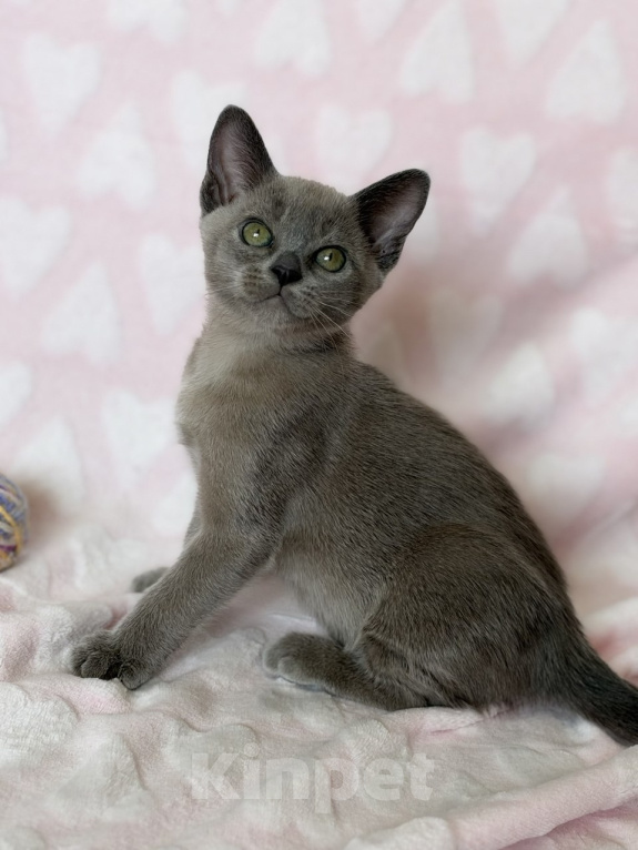 Кошки в Москве: Бурманская девочка.😻открыто бронирование!🔥 Девочка, 120 000 руб. - фото 2