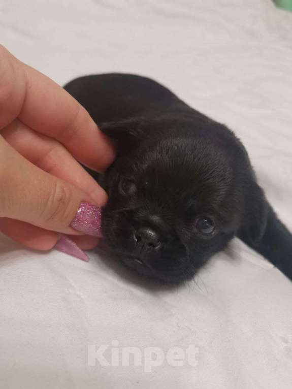 Собаки в Ярославле: Пти брабансон девочка Девочка, 30 000 руб. - фото 1