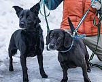 Собаки в Москве: Джесси и Юта Девочка, Бесплатно - фото 1