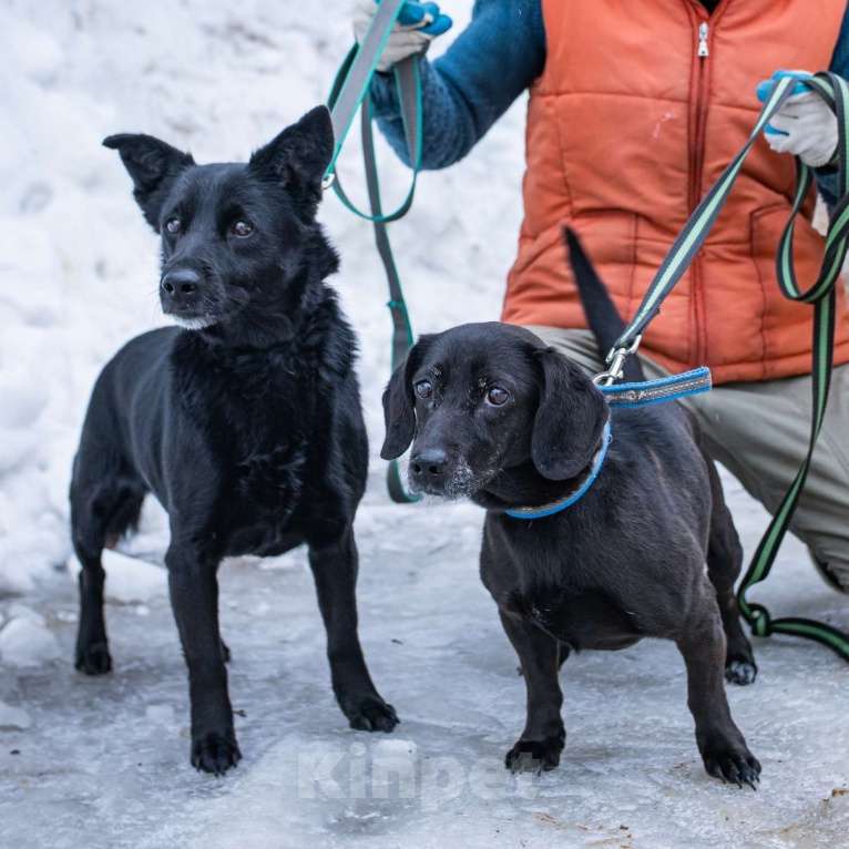 Собаки в Москве: Джесси и Юта Девочка, Бесплатно - фото 1