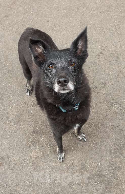 Собаки в Москве: Чарли ищет дом Мальчик, Бесплатно - фото 3