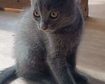 Кошки в Шатуре: Котенок в добрые руки Мальчик, Бесплатно - фото 7