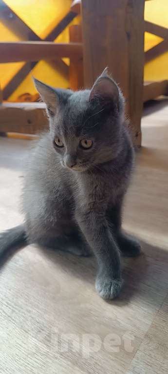 Кошки в Шатуре: Котенок в добрые руки Мальчик, Бесплатно - фото 7