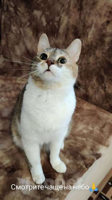 Кошки в Санкт-Петербурге: Умная чистюля Олимпия Девочка, Бесплатно - фото 2