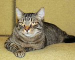 Кошки в Калуге: Тигран Потапыч, настоящий полосатый кот. В добрые руки. Мальчик, Бесплатно - фото 1