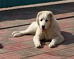 Собаки в Бору: Щенок среднеазиатской овчарки Девочка, 30 000 руб. - фото 3