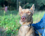 Собаки в Клине: Принцесса Лея Девочка, Бесплатно - фото 7