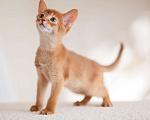 Кошки в Орле: Абиссинские котята Девочка, 1 руб. - фото 6