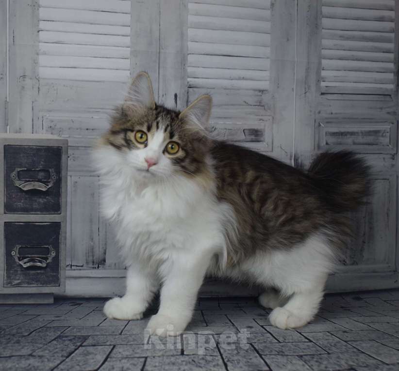 Кошки в Егорьевске: Курильский бобтейл Мальчик, 35 000 руб. - фото 1