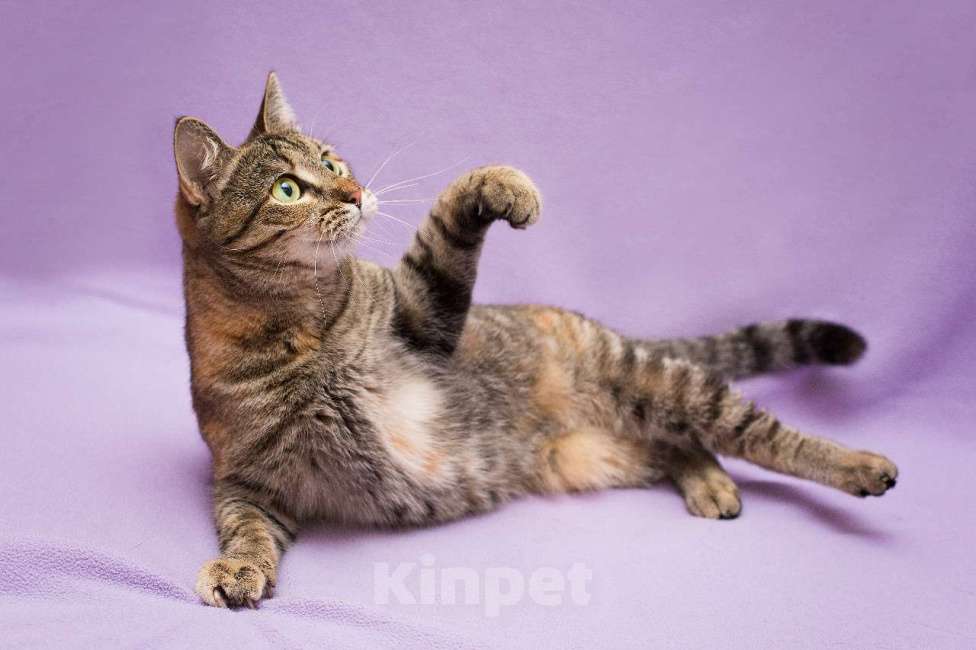 Кошки в Москве: Разноцветная красавица Линда. Кошка в добрые руки. Девочка, Бесплатно - фото 3