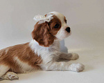 Собаки в других городах Московской области: Девочка кавалер Кинг Чарльз спаниель Девочка, 130 000 руб. - фото 1
