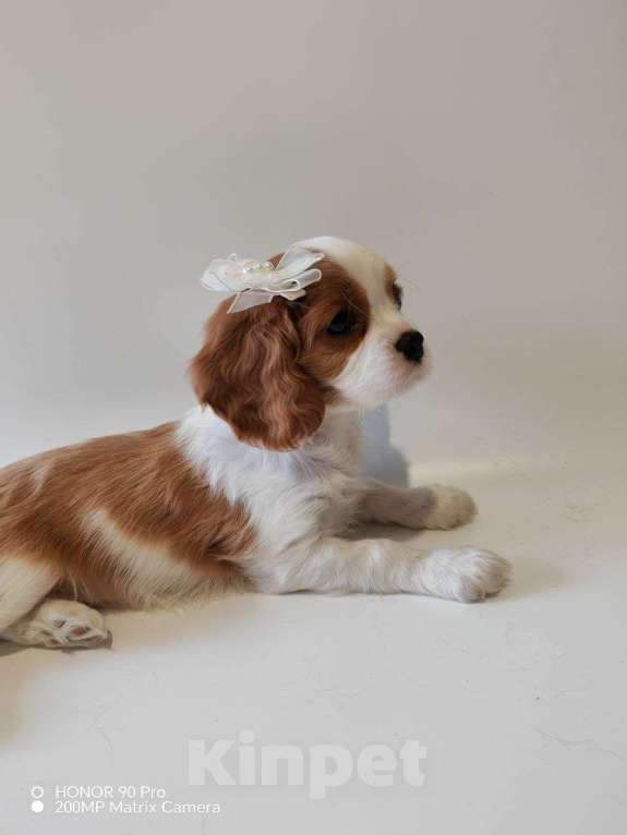 Собаки в других городах Московской области: Девочка кавалер Кинг Чарльз спаниель Девочка, 130 000 руб. - фото 1