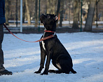 Собаки в Воронеже: Кане корсо, щенок Девочка, 70 000 руб. - фото 1