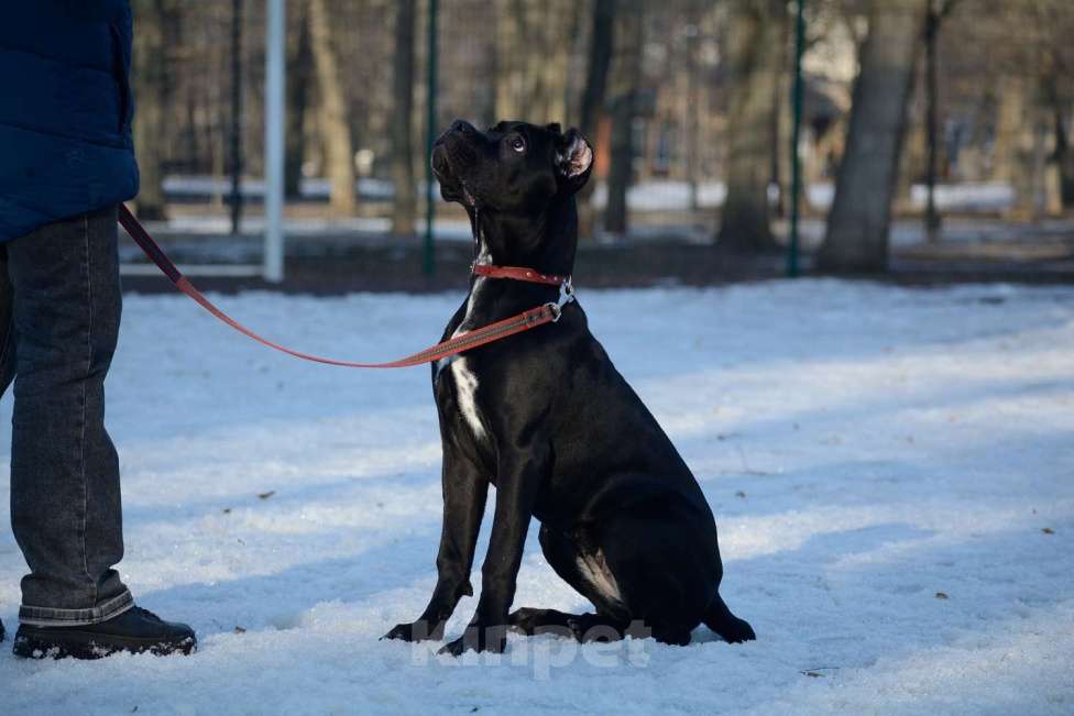 Собаки в Воронеже: Кане корсо, щенок Девочка, 70 000 руб. - фото 1