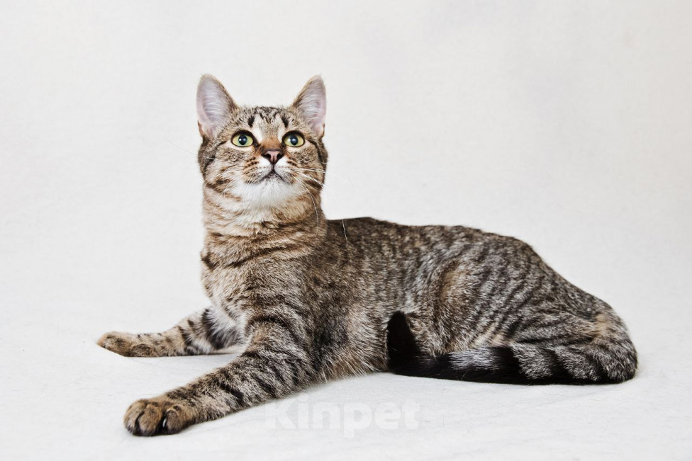 Кошки в Москве: Котенок Антоновка ищет дом Девочка, Бесплатно - фото 4