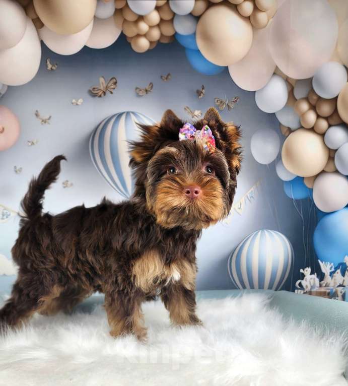 Собаки в Санкт-Петербурге: Девочка куколка Девочка, Бесплатно - фото 1