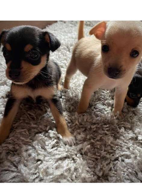 Собаки в Екатеринбурге: Малыши русского тоя Мальчик, 20 000 руб. - фото 2