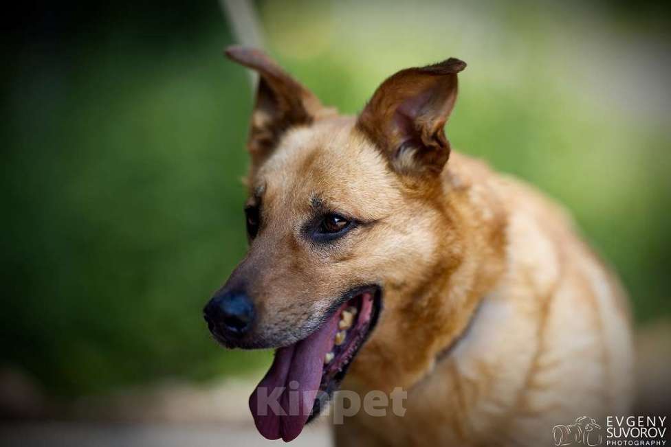 Собаки в Москве: Киоки Мальчик, Бесплатно - фото 7