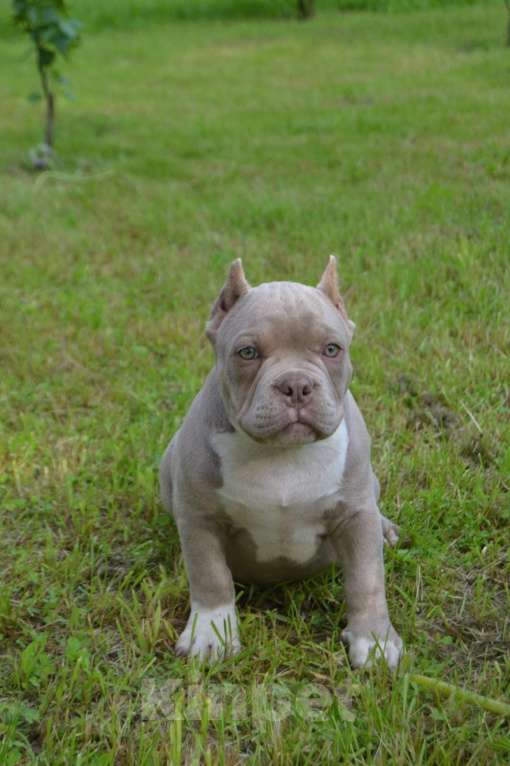 Собаки в Новосибирске: Щенки американский булли Девочка, Бесплатно - фото 6