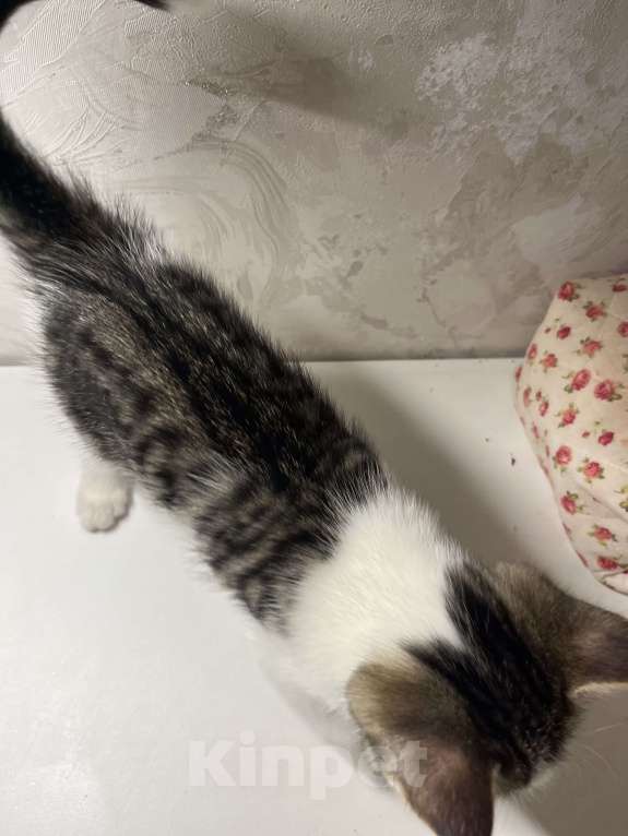 Кошки в Ростове-на-Дону: Манчкин long Девочка, 25 000 руб. - фото 2