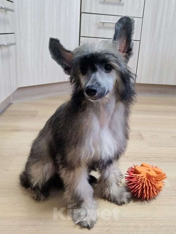 Собаки в Санкт-Петербурге: Пуховые мальчики китайской хохлатой собаки Мальчик, 25 000 руб. - фото 7