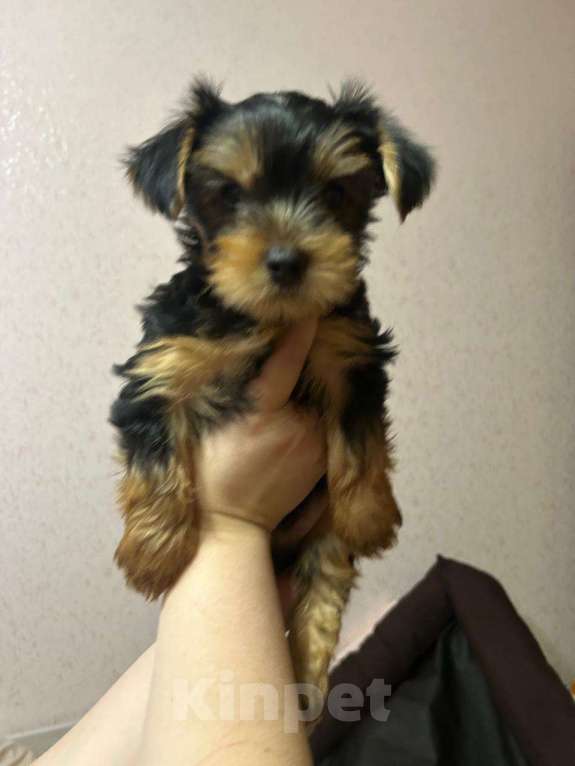 Собаки в Нововоронеже: Умница Мальчик, 25 000 руб. - фото 4