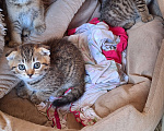 Кошки в Воронеже: Котята шотладской породы окрас золотая шиншилла Разнополые, 6 500 руб. - фото 1