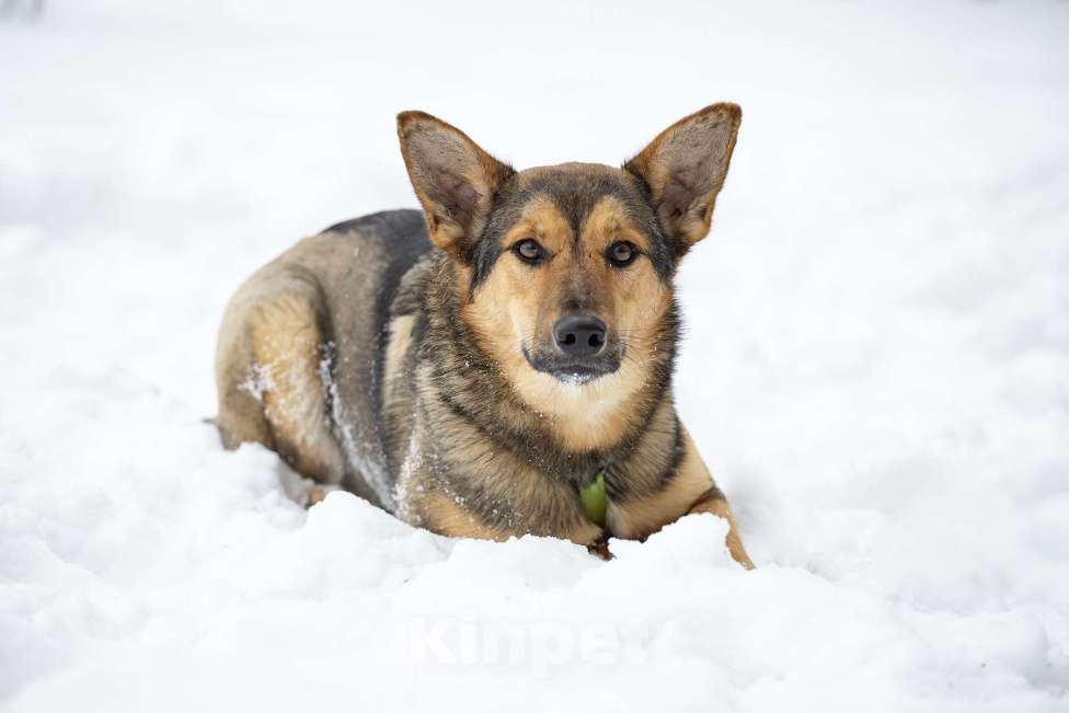 Собаки в Москве: Чуткая и нежная Рокси в поисках дома Девочка, Бесплатно - фото 1