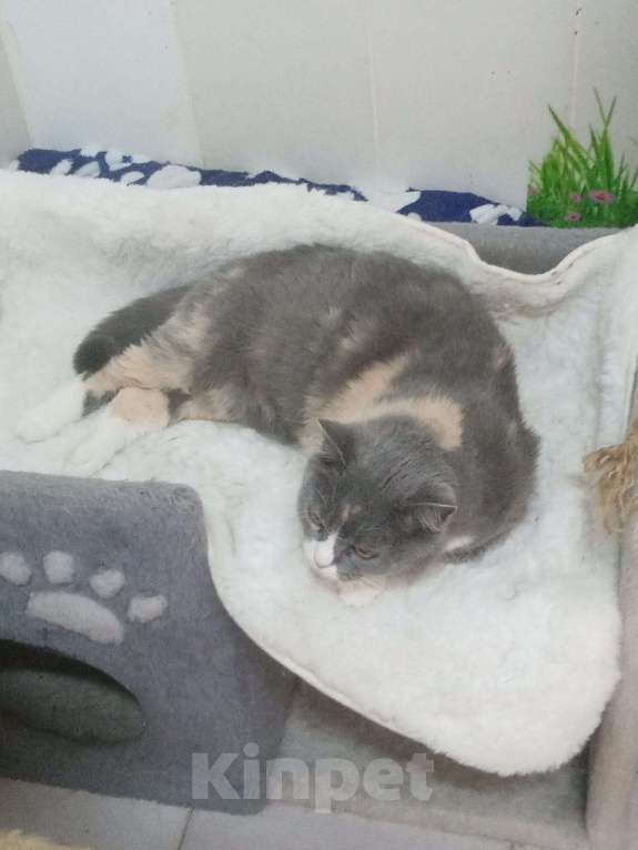 Кошки в Москве: Феня, 3 года, метис шотландской кошки, ищет дом. Москва Девочка, Бесплатно - фото 2