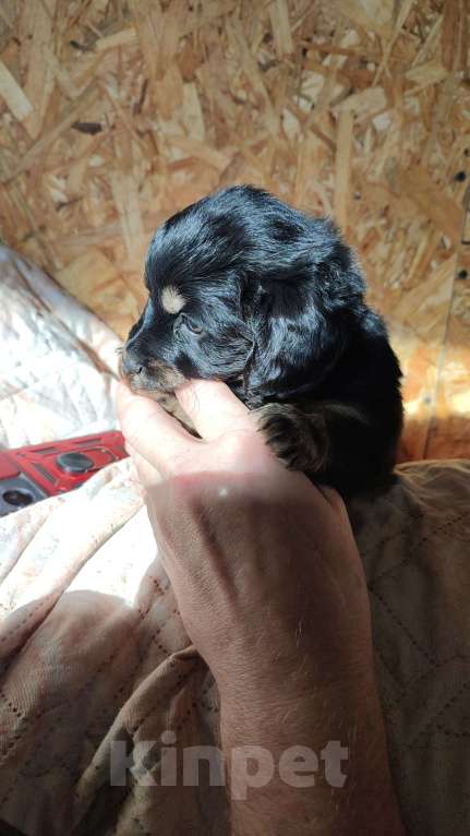 Собаки в других городах Рязанской области: Щенки дорки Мальчик, 3 000 руб. - фото 4