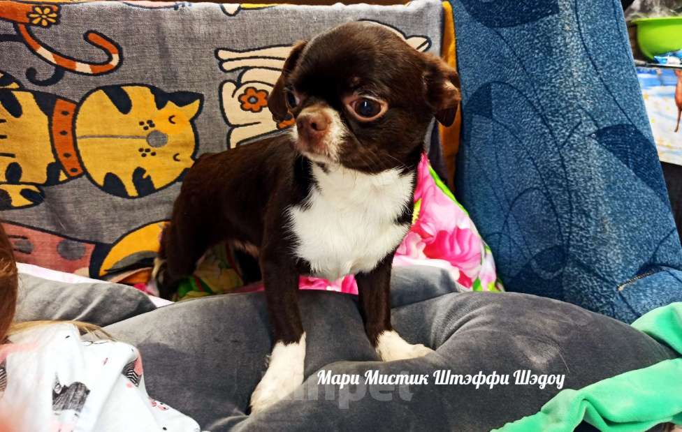 Собаки в Санкт-Петербурге: Чихуахуа Штэффи Шэдоу окрас шоколадный с белым Девочка, 50 000 руб. - фото 6