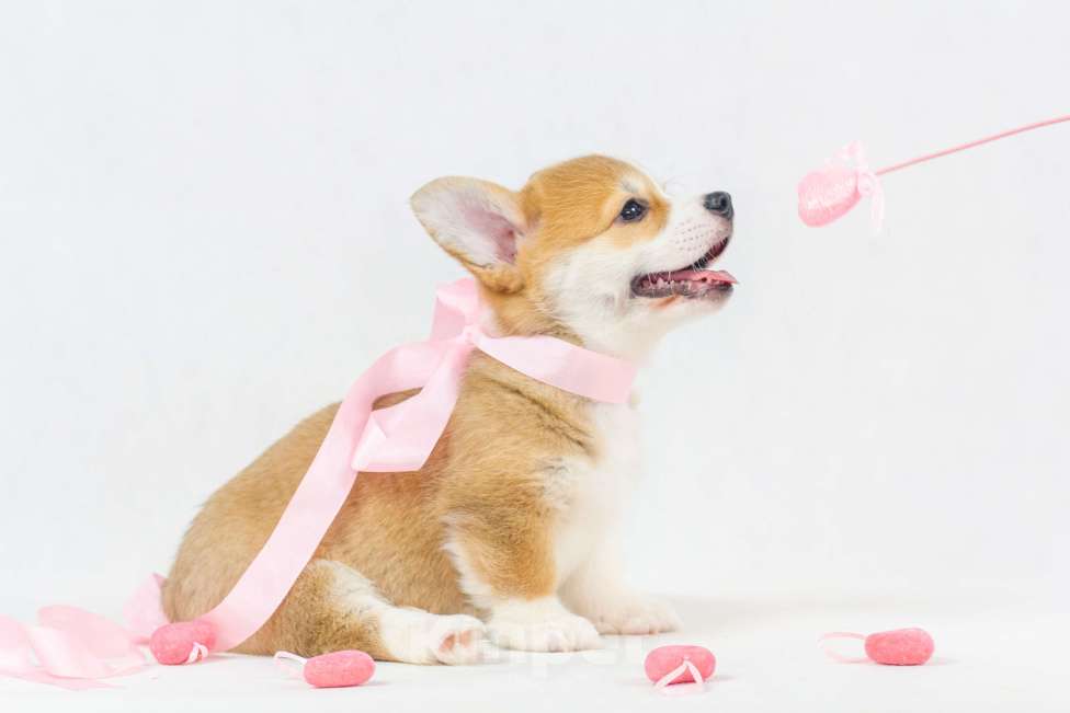 Собаки в Москве: Очаровательные щенки Вельш Корги Пемброк Девочка, 75 000 руб. - фото 2