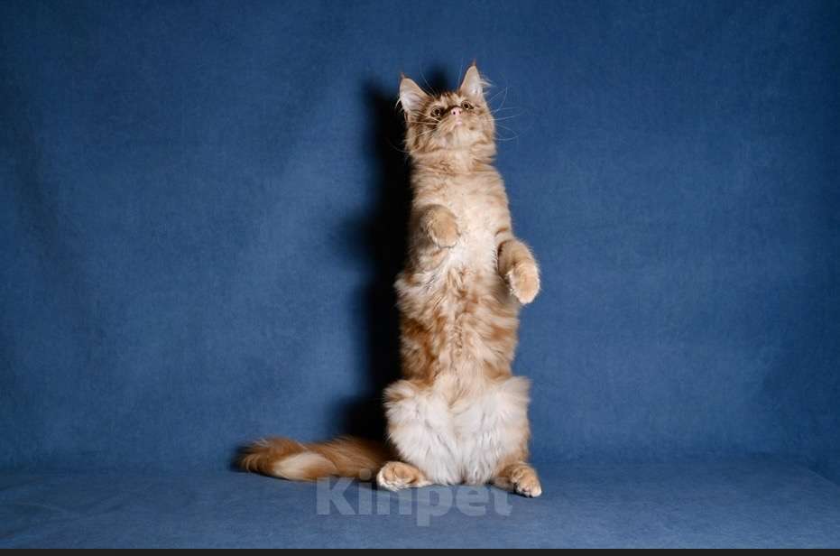 Кошки в Саратове: Мейн кун Девочка, 50 000 руб. - фото 8