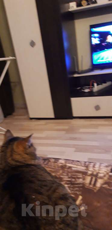 Кошки в Санкт-Петербурге: Отдам Девочка, Бесплатно - фото 3