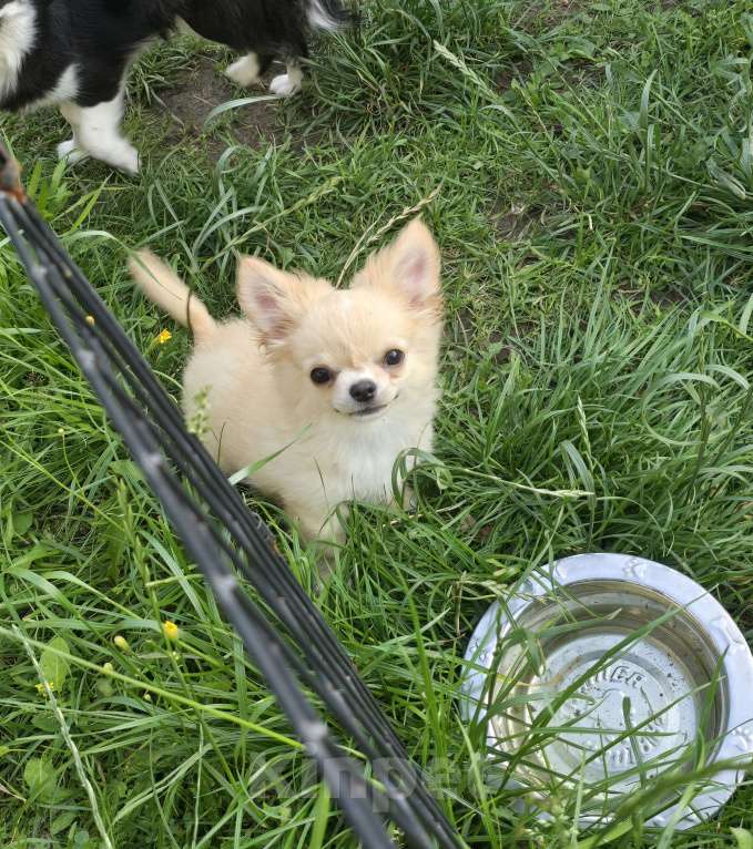 Собаки в Москве: Мальчиш чихуахуа Мальчик, 25 000 руб. - фото 3