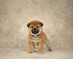 Собаки в Казани: щенки сиба-ину Мальчик, 60 000 руб. - фото 5