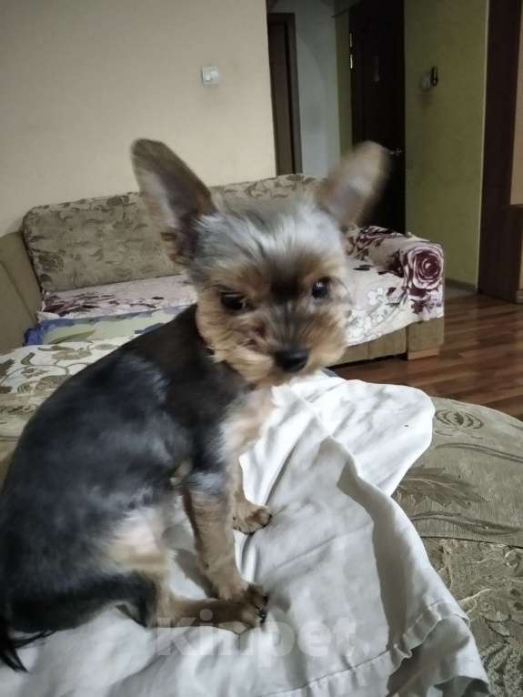 Собаки в других городах Тульской области: Продаются девочки Девочка, 15 000 руб. - фото 3